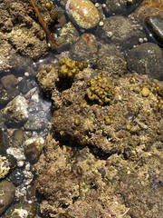 Colpomenia tuberculata