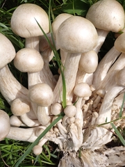 Macrocybe