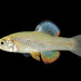 Rainwater Killifish - Photo (c) Thomas L Kennedy, some rights reserved (CC BY-NC), uploaded by Thomas L Kennedy