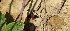 Platydracus stercorarius