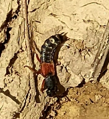 Platydracus stercorarius