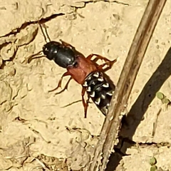 Platydracus stercorarius