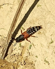Platydracus stercorarius
