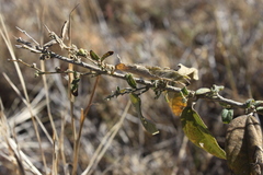 Sida hackettiana