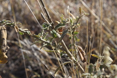 Sida hackettiana
