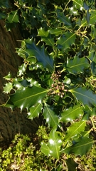 Ilex aquifolium