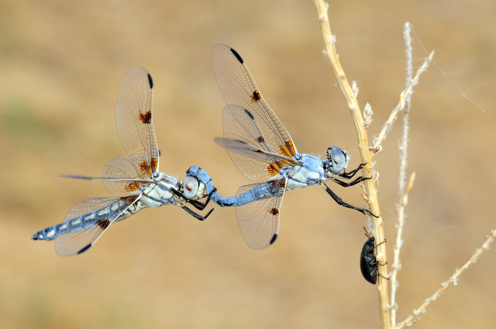 Bleached Skimmer