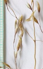 Deschampsia cespitosa cespitosa