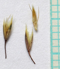 Deschampsia cespitosa cespitosa