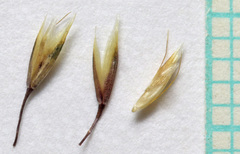 Deschampsia cespitosa cespitosa