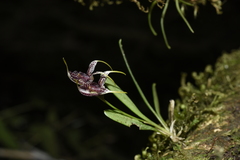 Masdevallia amanda