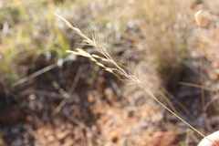 Aristida ramosa