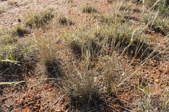 Aristida ramosa