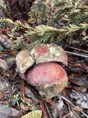 Rubroboletus eastwoodiae