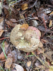 Rubroboletus eastwoodiae