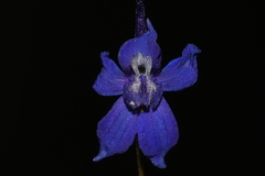 Delphinium bicolor bicolor