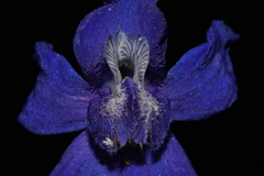 Delphinium bicolor bicolor