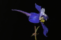 Delphinium bicolor bicolor