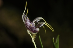 Masdevallia amanda