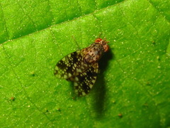 Homoneura euaresta