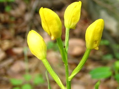 Cephalanthera falcata