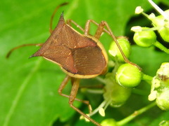 Gonocerini
