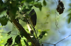 Vireo bellii