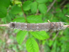 Paralebeda plagifera