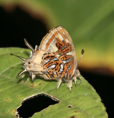 Sarota neglecta