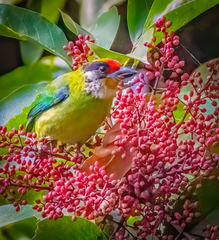 Psilopogon franklinii