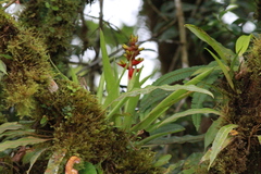 Guzmania donnell-smithii