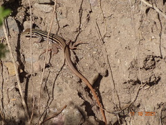 Aspidoscelis scalaris