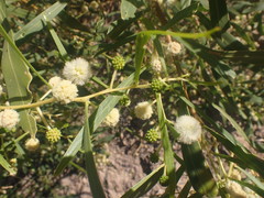 Acacia ampliceps