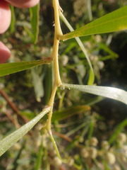 Acacia ampliceps