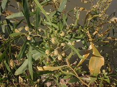 Acacia ampliceps