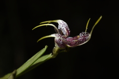 Masdevallia amanda