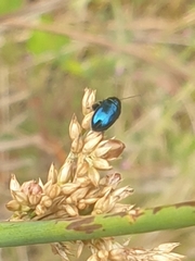 Arsipoda chrysis