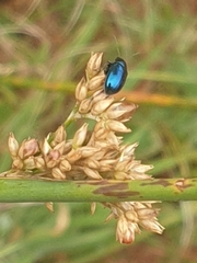 Arsipoda chrysis