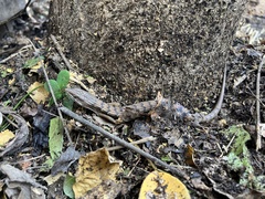 Elgaria multicarinata