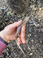 Elgaria multicarinata