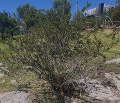 Escallonia illinita