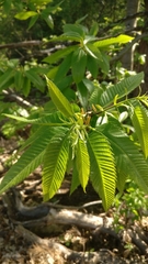 Castanea sativa