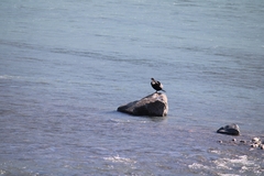 Phalacrocorax carbo