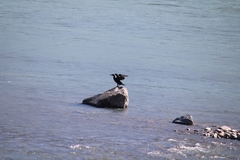 Phalacrocorax carbo