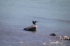 Phalacrocorax carbo