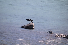 Phalacrocorax carbo