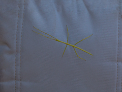 Cladoxerus cryphaleus
