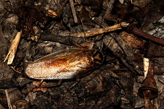Johnrehnia solida