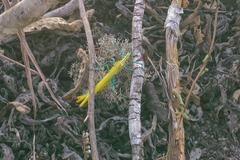 Tithonophasma tithonus