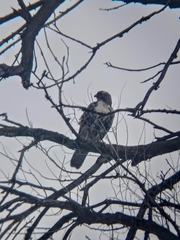Buteo jamaicensis